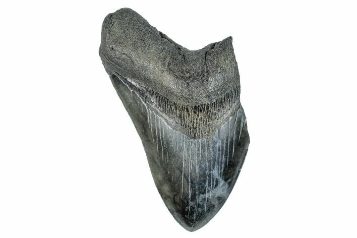 Partial Fossil Megalodon Tooth - Serrated Blade #277392